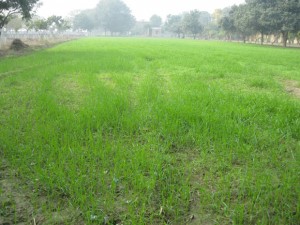 Organization of Agro Fair – Shikohabad