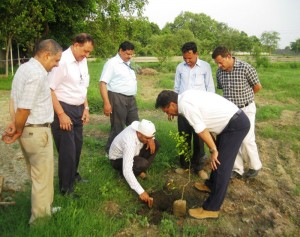 Staff from Hind Lamps dig the soil for tree plantation