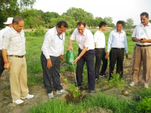 Watering the saplings