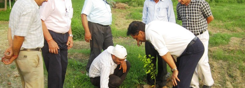 Staff from Hind Lamps dig the soil for tree plantation